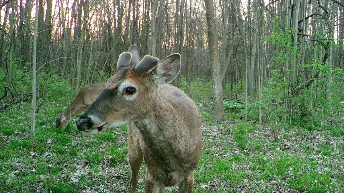 14MP Game Camera R679078