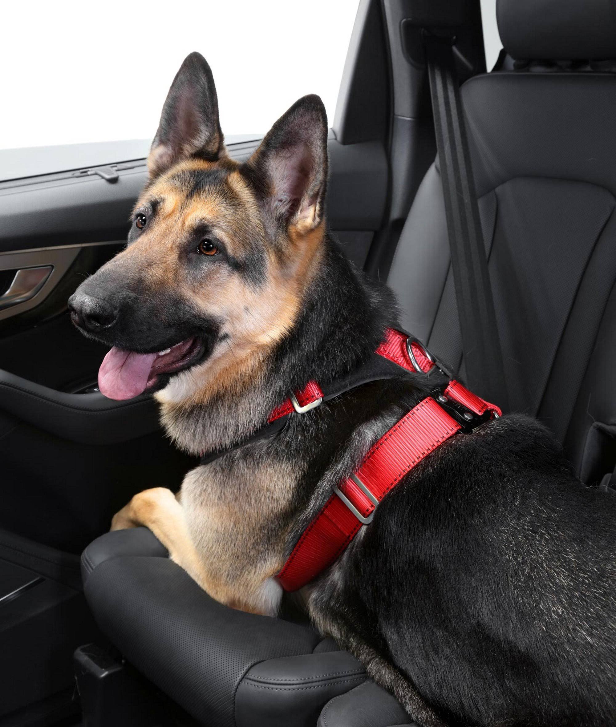 Comfort Safety Dog Harness G1611