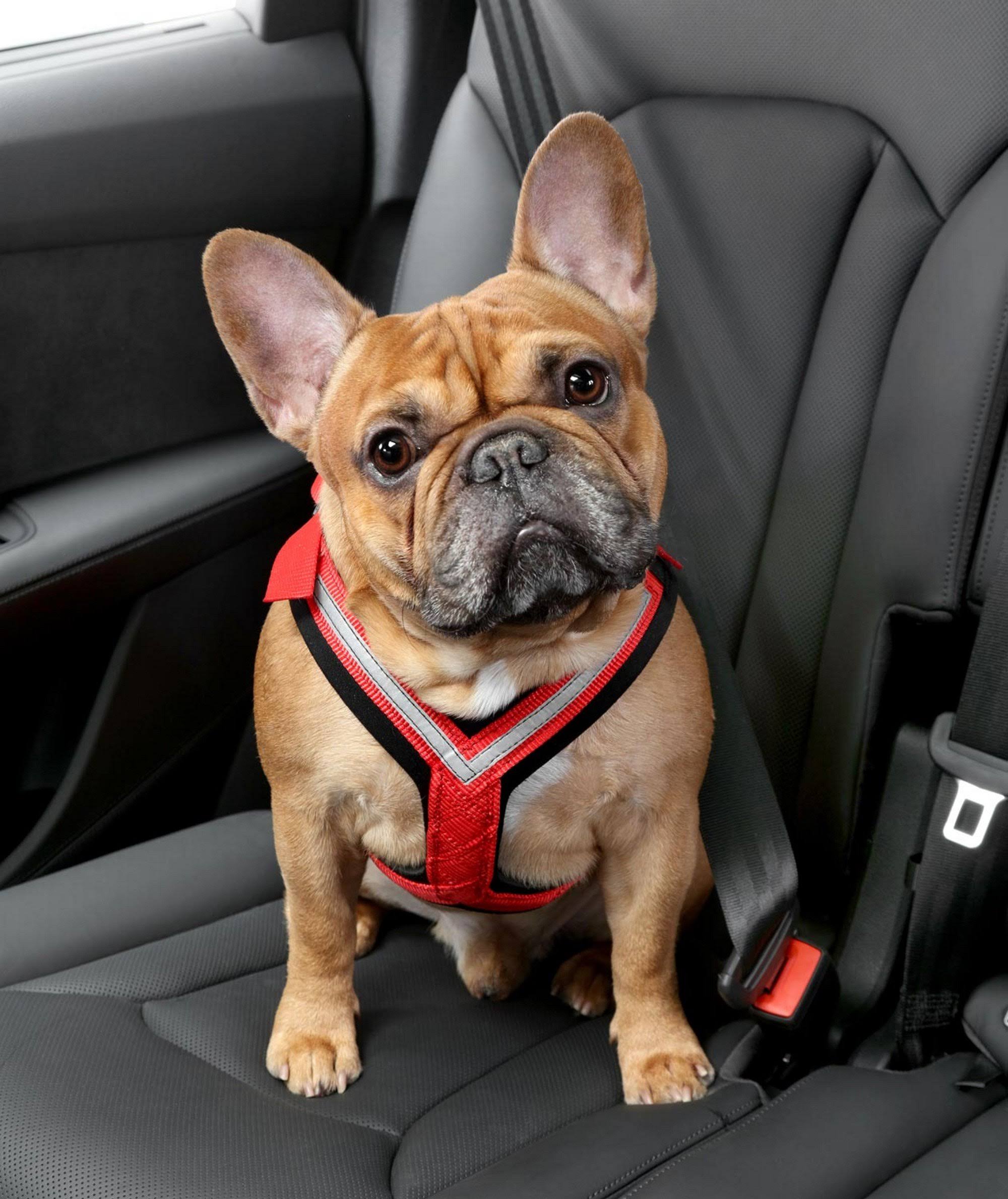 Comfort Safety Dog Harness G1611