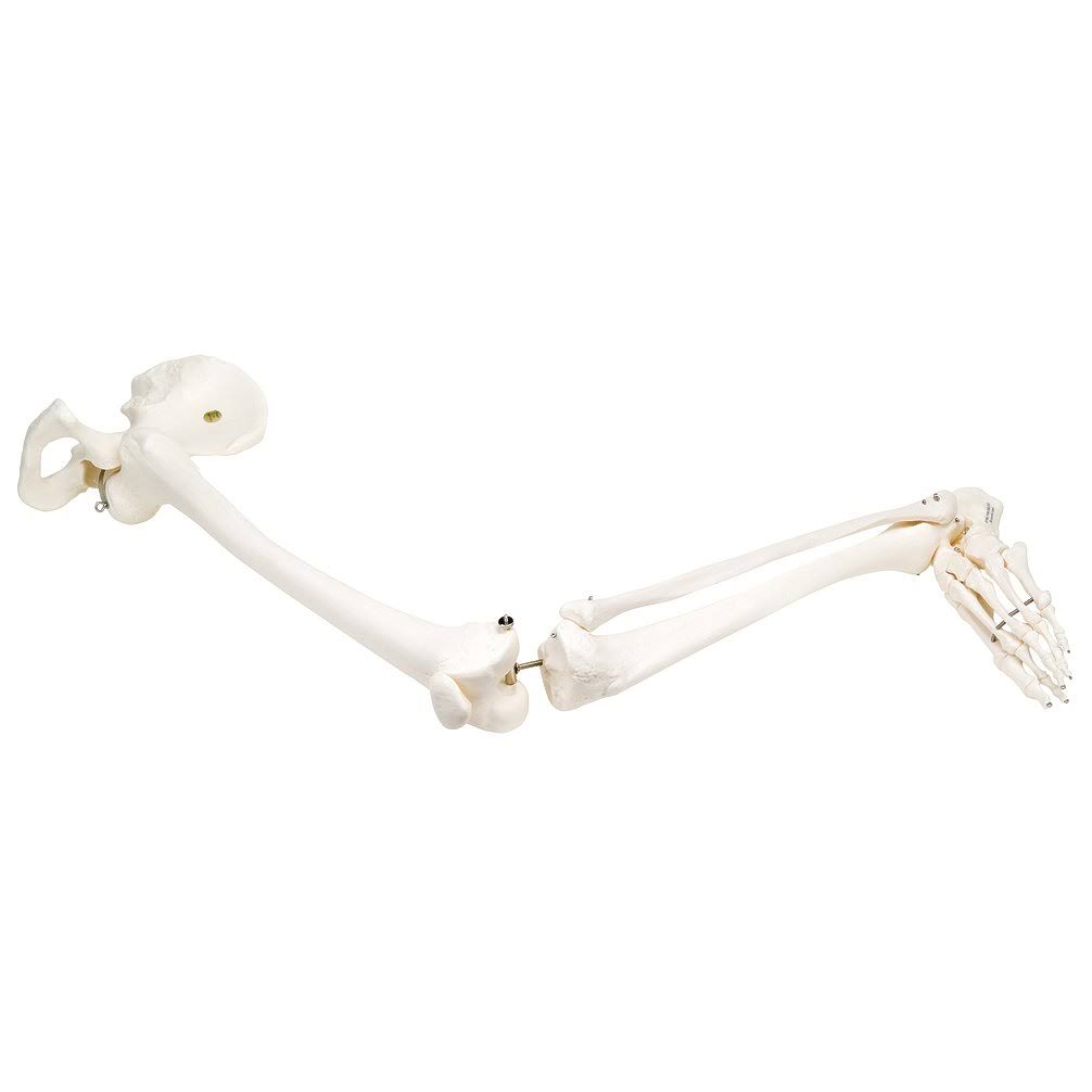 Leg Skeleton Model with Hip Bone-Left H474