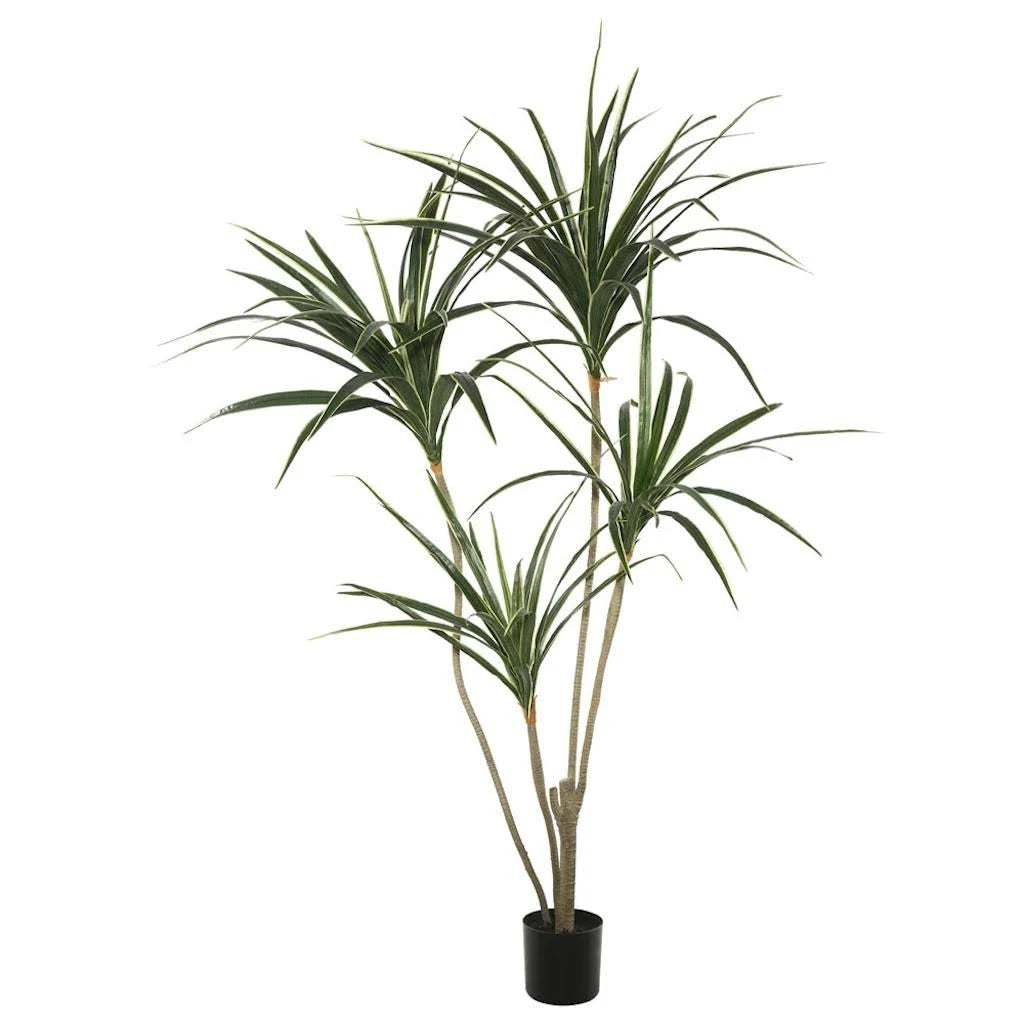 4.5 ft. Yellow Edge Yucca with Pot U56254