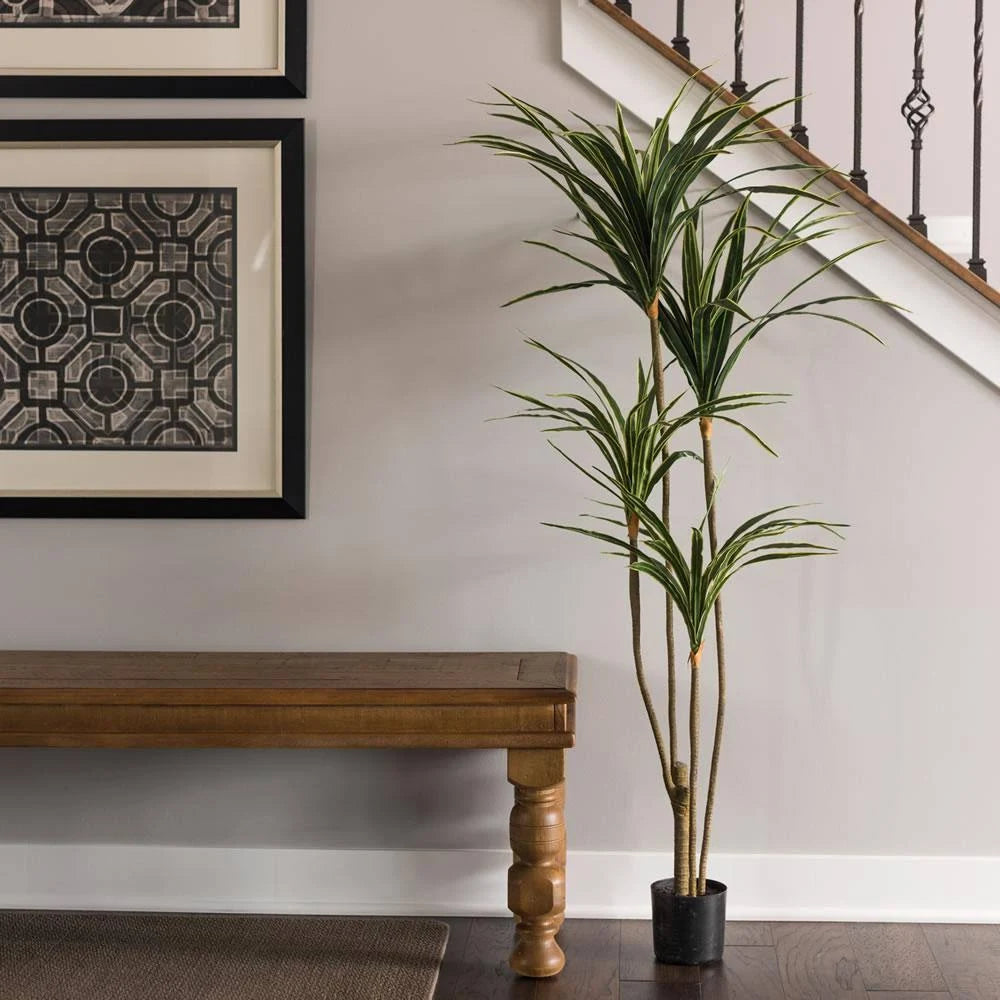 4.5 ft. Yellow Edge Yucca with Pot U56254